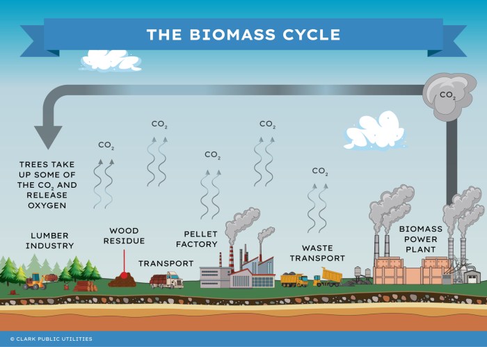 Biomass Energy