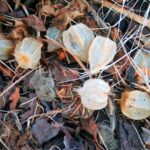 Frontiers | Decomposition of Organic Matter in Caves