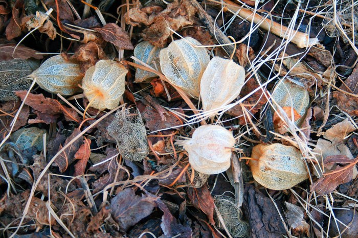 Frontiers | Decomposition of Organic Matter in Caves